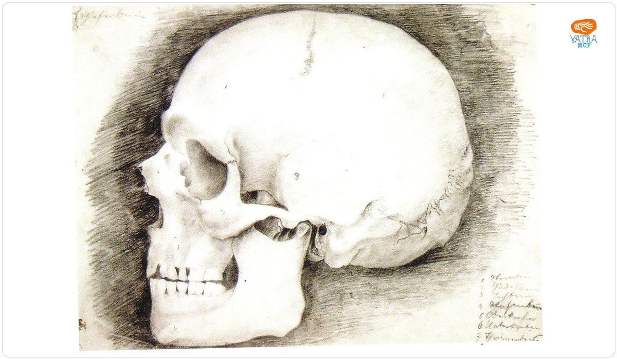 Karl Storck — Studiu de craniu