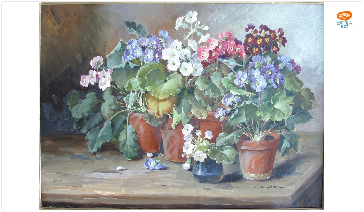 Flori (primule)