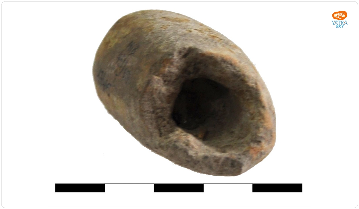 Phallus