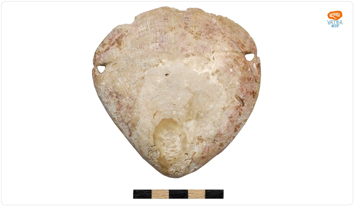 Spondylus Gaederopus