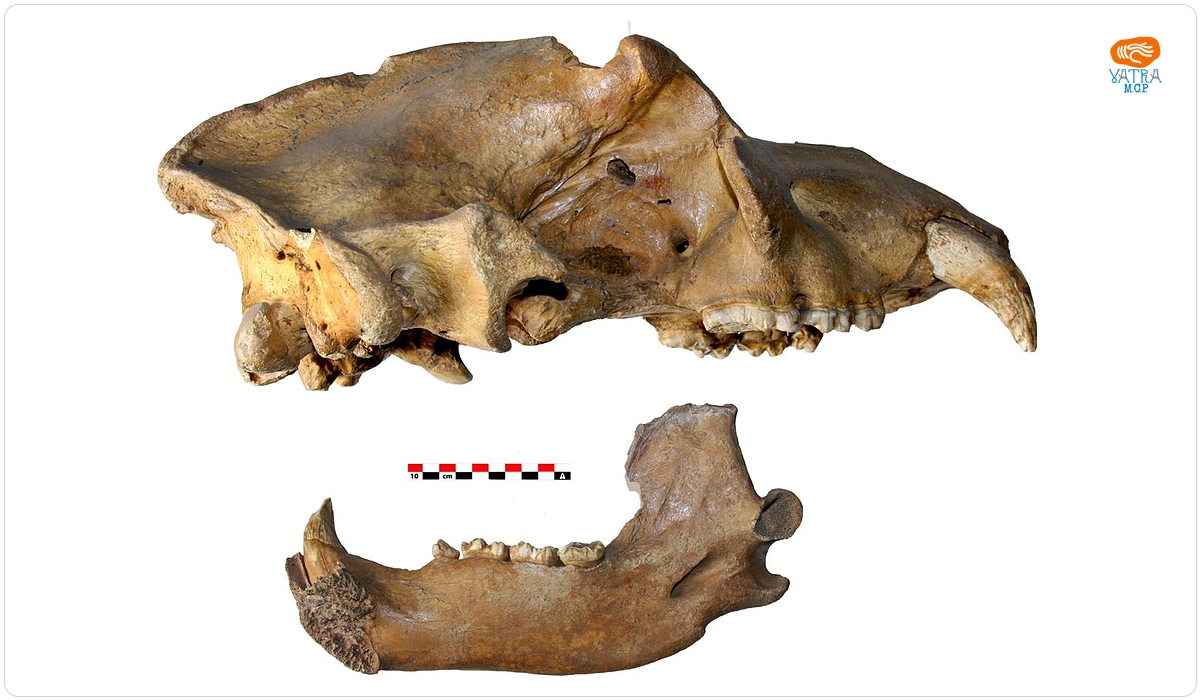 Resturi osteologice de Ursus spelaeus