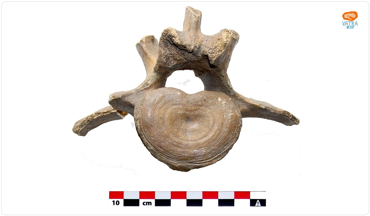 Vertebră