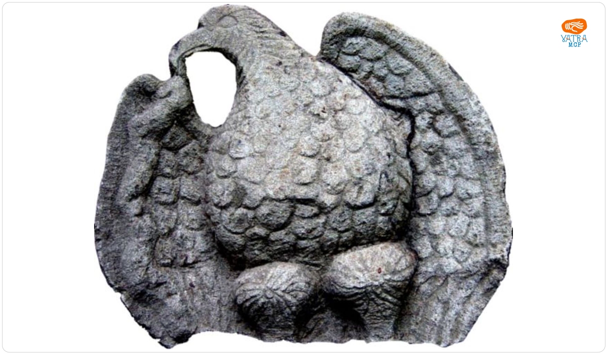 Acvilă