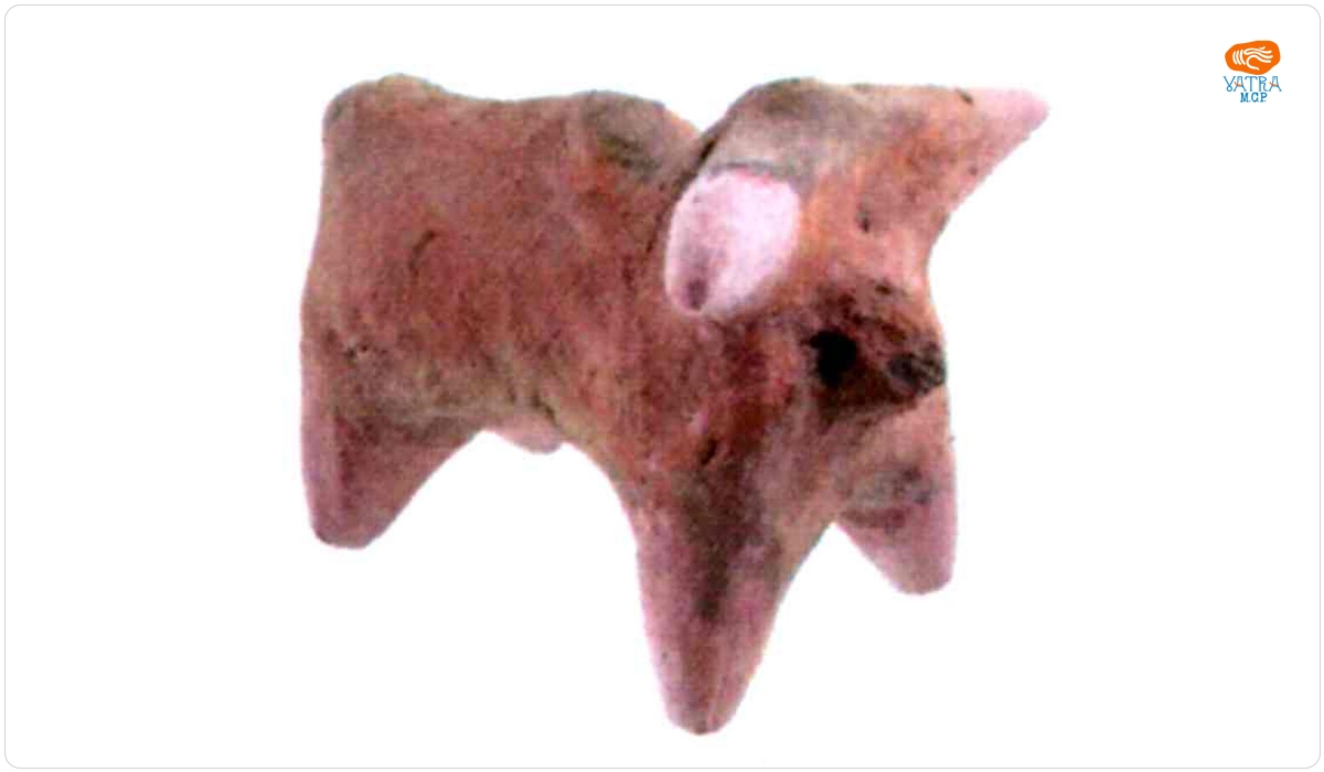 Bovideu