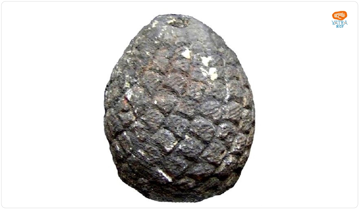 Con de pin (nux pinea)