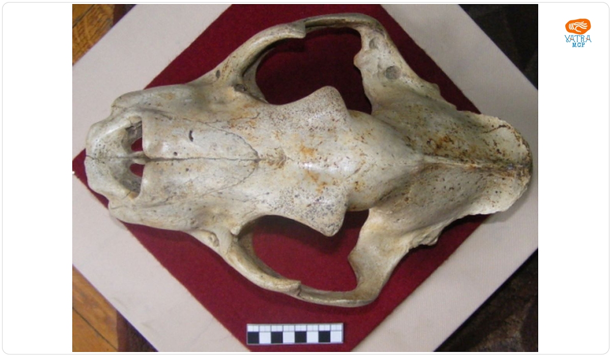 Felis leo spelaeus