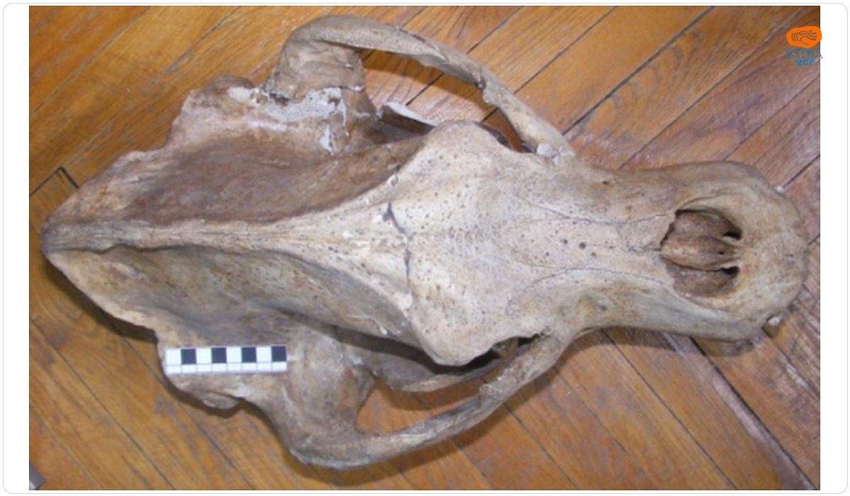 Ursus spelaeus