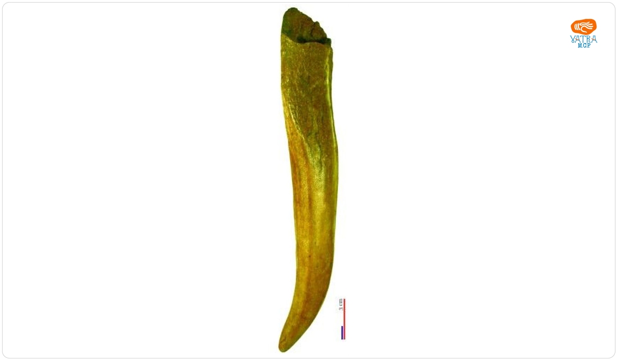Corn de cerb/materie primă/scurmator
