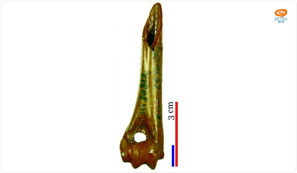 Vârf amenajat pe segment de humerus de iepure