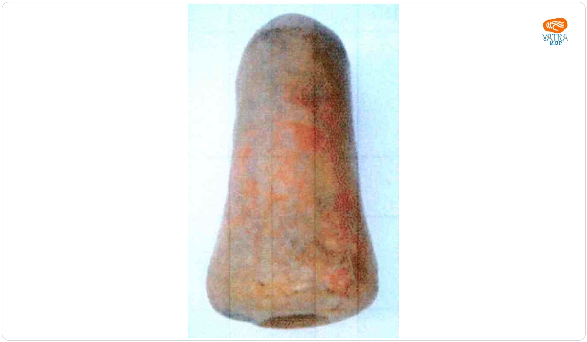 Phallus