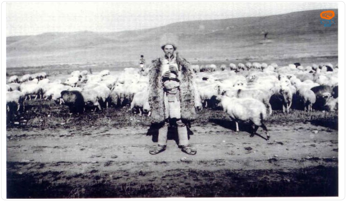 Alexandru Bellu — Ciobani