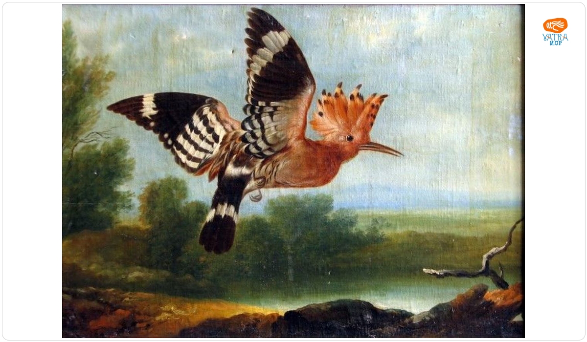 Pupăză zburând