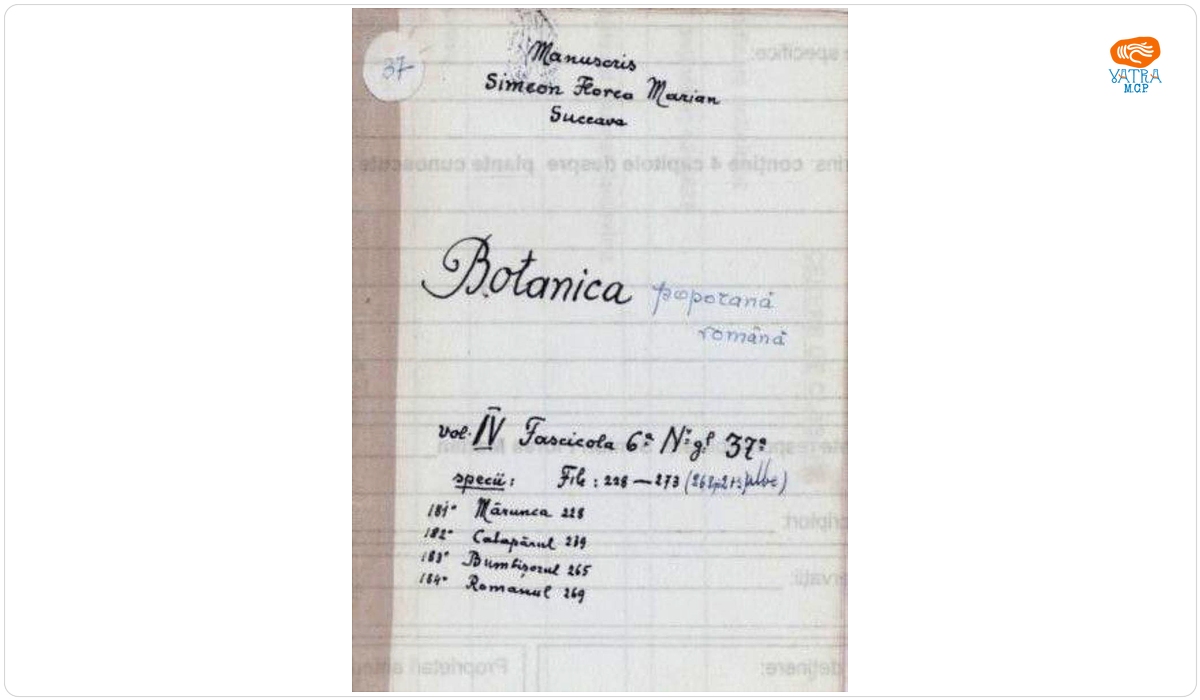 Botanica poporană română vol. IV, fascicola 6, specii: Mărunca, Calapărul, Bumbișorul, Romanul